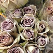 Check spelling or type a new query. Ft Fresh Amnesia Roses Being Some Forever Flowers Uk Facebook