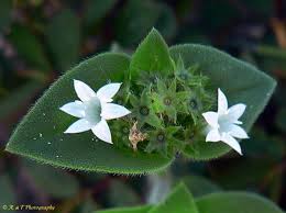 Image result for Richardia scabra