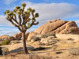 He is a four time group 1 winner, having earned £2.4m ($3.8m) in his racing career. How A Tree And Its Moth Shaped The Mojave Desert Science Smithsonian Magazine