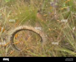 Image result for Ctenium concinnum