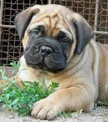 Pin On Best Dog For My Life