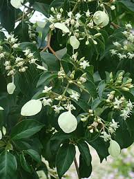 Image result for Bullockia mombazense