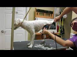 Winnie Matted Dog Groom Video 4 Of 4 Youtube Dog Grooming Dog Boarding Near Me Dog Grooming Styles