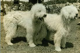 Image result for Komondor