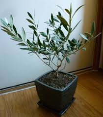 Follow package directions for green plant. Growing Olive Trees In Containers Dengarden