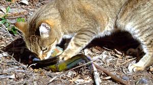 Threatened or endangered species known or suspected to suffer losses as a result of predation by owned and feral cats Feral Cat Colony Crisis Pits Environmentalists Against Humane Groups Wusa9 Com