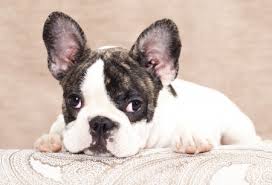 Training a dog is critical regardless of breed. How To Train Your French Bulldog With A Head Collar