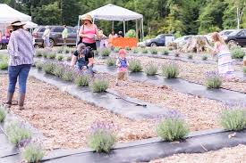 Gloucester, va homes for sale & real estate. Under The Stars Farm Hosts First Annual Lavender Festival Williamsburg Yorktown Daily