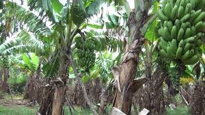 Buah pisang dipanen dengan tandannya, panjang tandan sekitar 30 cm dari pangkal sisir teratas dengan memakai pisau tajam. Cara Budidaya Pisang Barlin Serta Kelebihan Dan Kekurangannya Ternak Duit