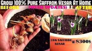 Grow 100 Pure Saffron Kesar At Home Easiest Way With Updates Youtube