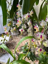 Image result for Lobelia sonderiana