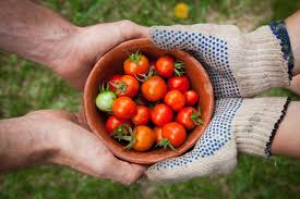 We did not find results for: Growing Tomatoes Grow It Local