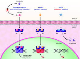 Image result for Selective Estrogen Receptor Modulator