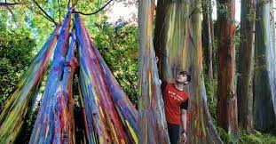 This large evergreen tree grows up to about 60 meters (197 feet) tall and is native to the dense, humid forests of new guinea, indonesia, and the. Where To Find Rainbow Eucalyptus Deglupta Trees Mindanao Gum Trees Found In Hawaii Texas California And Florida