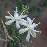 Image result for Asparagus flavicaulis