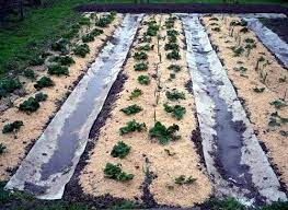 Jul 03, 2020 · include hair, dust, wood ash, and sawdust. The Use Of Sawdust In Gardening How To Make The Mulch And Compost From Sawdust Impact On The Soil