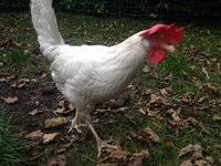 White Star Hybrid  BackYard Chickens - Learn How to Raise Chickens
