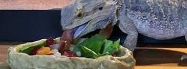 Vegetables A Bearded Dragon Will Love Vegetables For Bearded Dragons Bearded Dragon Diet Bearded Dragon Baby Bearded Dragon