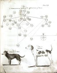 Pin By Michael Laning On Atlas Dog Breeds Chart Vintage