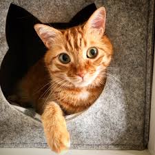 Cat 1080x1080 you looking for is available for you on this site. 1080x1080 Cat Sad Cat 1080x1080 If There Is No Picture In This Collection That You Like Also Look At Other Collections Of Backgrounds On Our Site We Ve Gathered More Than