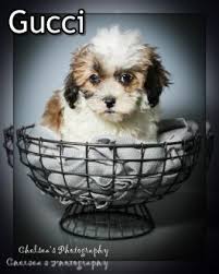 Teacup shih poo puppies should be born around january 15 and ready around march 19, 2021. Shih Poo Puppies For Sale Lancaster Puppies