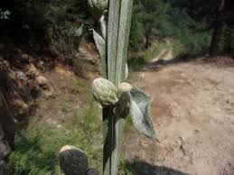 Image result for Centaurea praecox