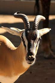 Soemmerring S Gazelle Gazelle Animals With Horns African Wildlife