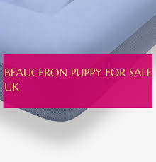 Find the perfect beauceron puppies from all over the world! Beauceron Dogs