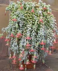 Cotyledon Pendens Commonly Known As Cliff Cotyledon Hanging Succulents Flowering Succulents Planting Succulents