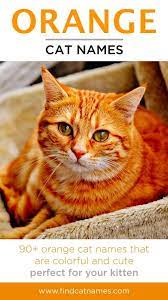 Orange cats have something that draws us into their orbit. Orange Cat Names 150 Colorful Ideas Find Cat Names Cats Cat Names Pets Cats