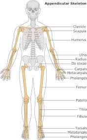 We did not find results for: Download Introduction To The Skeletal System Illustration Png Image With No Background Pngkey Com