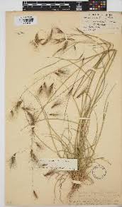 Image result for Oxygonum dregeanum