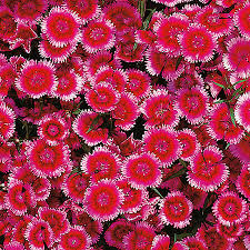 Image result for Dianthus chimanimaniensis