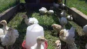 Oua 1 buc, zahar 100 g, unt 125 g sa fie moale, la temperatura camerei, faina alba 250 g, praf de copt 0.25 lingurite un varf de lingurita, esenta de vanilie 1 buc, umplutura 400 g lapte condensat fiert, crema de cacao/ciocolata. Cum Se Cresc Curcanii Youtube