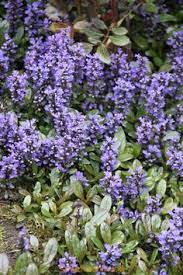 Bloeiende bodembedekker voor voorjaar en begin zomer met blauwe bloemen, geschikt voor een plek in halfschaduw. 72 Beste Ideeen Over Vaste Planten Met Paarse Bloemen Paarse Bloemen Vaste Planten Planten
