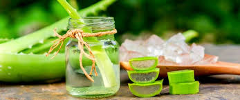 فوائد زيت الألوفيرا للشعر عديدة ومتنوعة ويب طب aloe vera drink healthy digestive system aloe vera