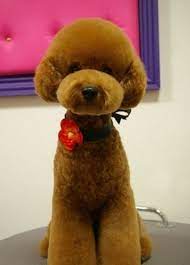 Japanese Take On The Teddy Bear Clip Japanese Dog Grooming Toy Poodle Haircut Dog Grooming Styles