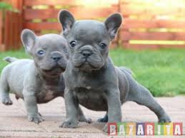 Hi , i have available lovely and adorable english bulldog puppies which are of high quality. Breed Page 26 Bulldog Lover