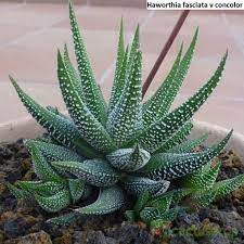Haworthia Fasciata V Concolor 10 Seeds Concolor Zebra Plant Succulents Plants Cactus Plants