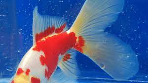 Check spelling or type a new query. 10 Ikan Hias Air Tawar Terindah Yang Bisa Dipelihara Hewan Air Info