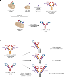 Frontiers | Generation of a symmetrical trispecific NK cell engager based  on a two-in-one antibody