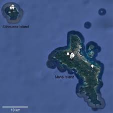 Image result for Mitrasacmopsis quadrivalvis