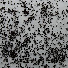 I hope you have great results! Windowsill Cactus 13 Seeds