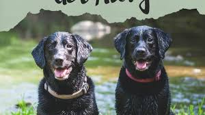We did not find results for: 7 Easy Ways To Train A Dog To Get Along With Other Dogs Pethelpful