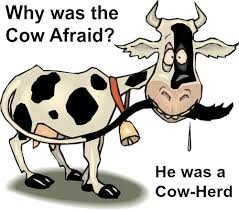 I think my wife has started to show the first signs of alzheimers. Funny Cow Jokes