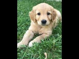Golden Kopek Egitimi Kucuk Kizin Kopek Egitim Ve Oyunu Golden Retriever Youtube