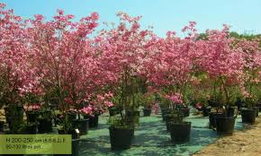 Jul 27, 2021 · the 'elegantissima' cultivar of red twig dogwood outdoes even oakleaf hydrangea. Cornus Florida Rubra Flowering Dogwood Shrub Garden Plants Online
