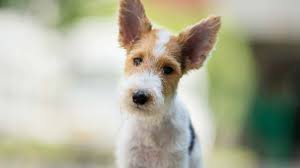These dogs are predominantly white but may have patches of red, brown or black as well. Wire Fox Terrier Price Temperament Life Span