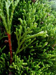Image result for Cupressus sempervirens