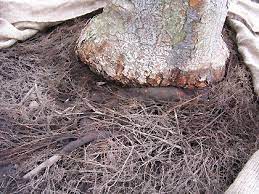 The portion of the root that is girdling the tree should be removed. Improve Health Maintenance Landscape Plants Edward F Gilman Uf Ifas